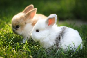 bunnies images