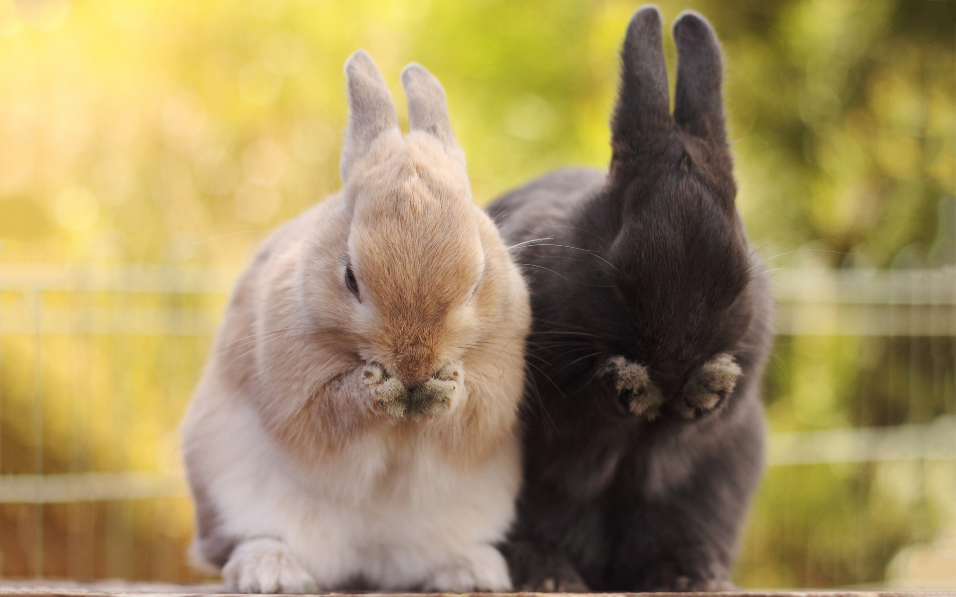 bunnies pictures