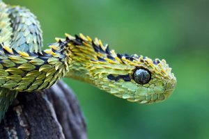 bush viper  snake