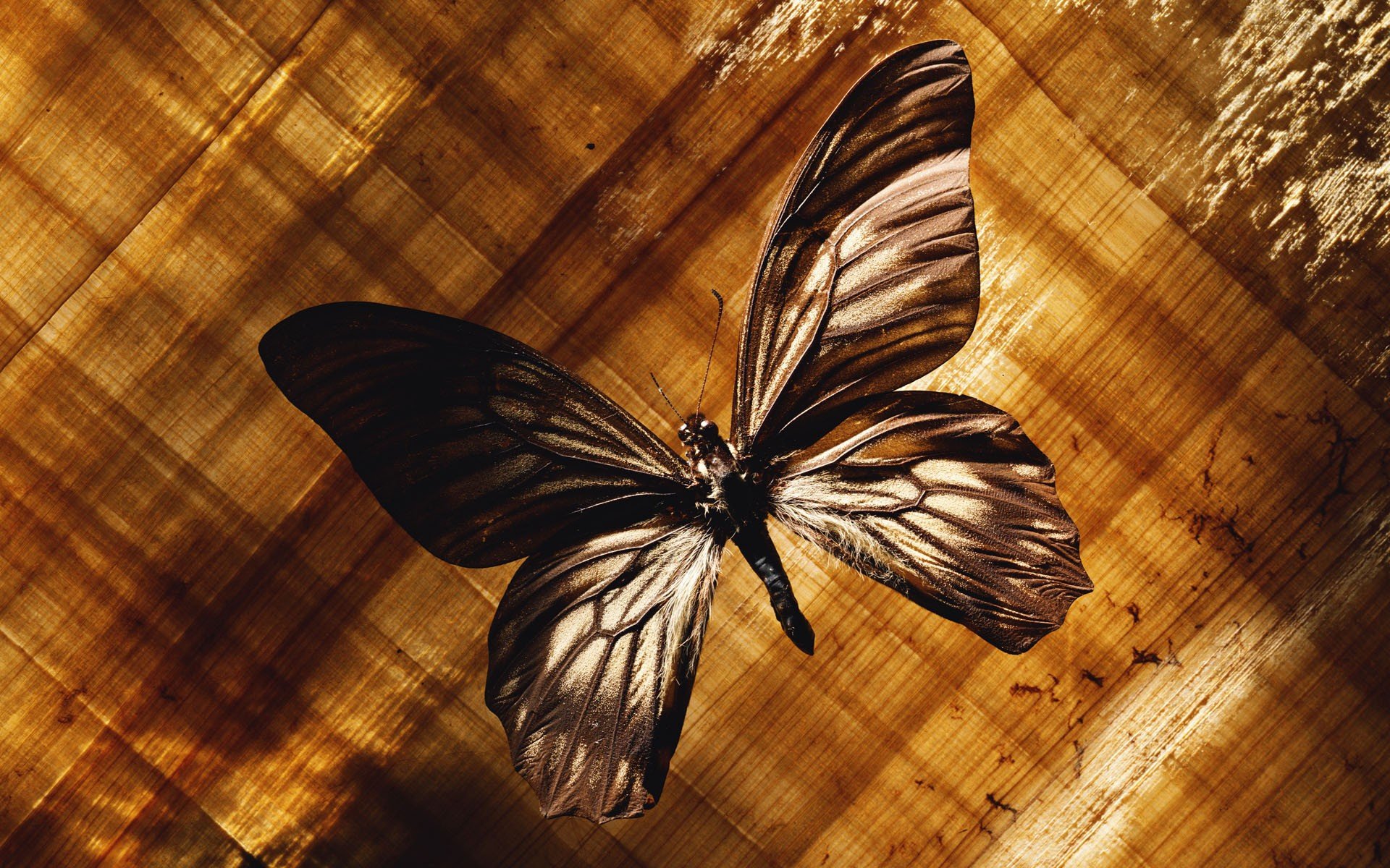 butterfly desktop backgrounds