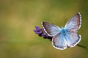 butterfly image free