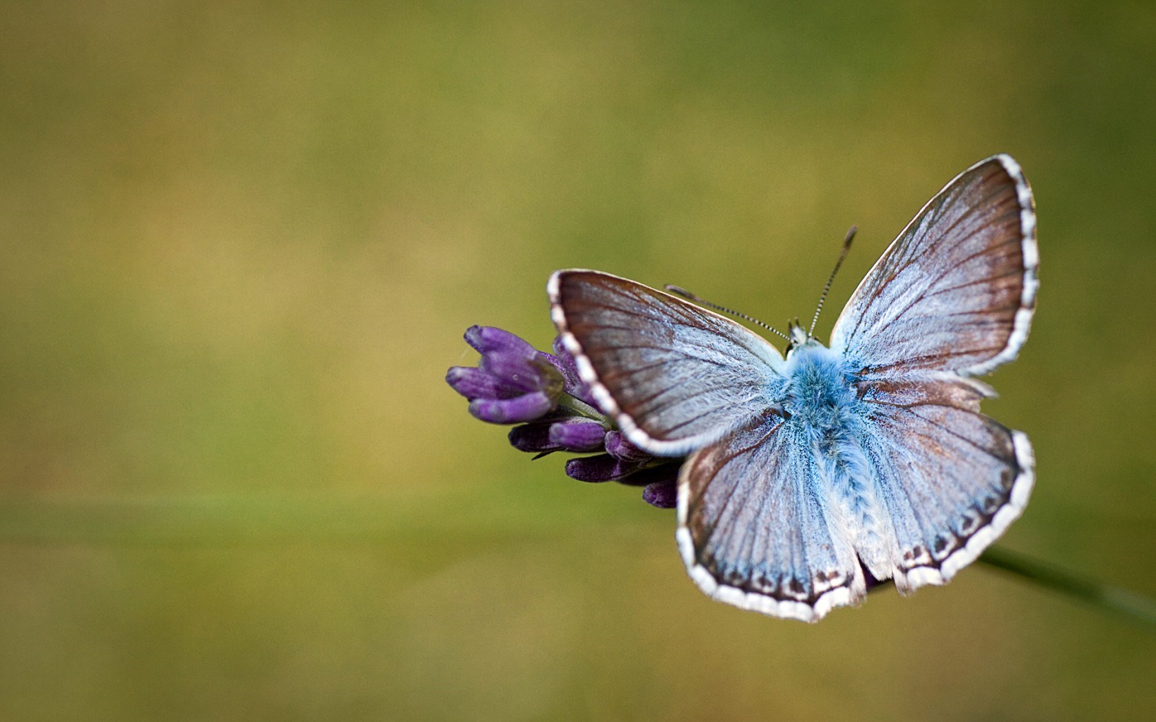butterfly image free