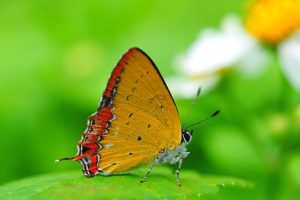 butterfly images free