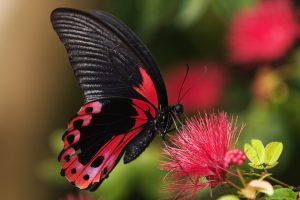 butterfly live wallpaper download