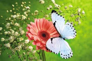 butterfly live wallpapers download