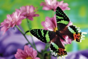 butterfly pictures free