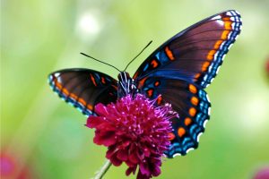 butterfly pictures free download