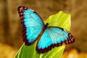 butterfly pictures hd