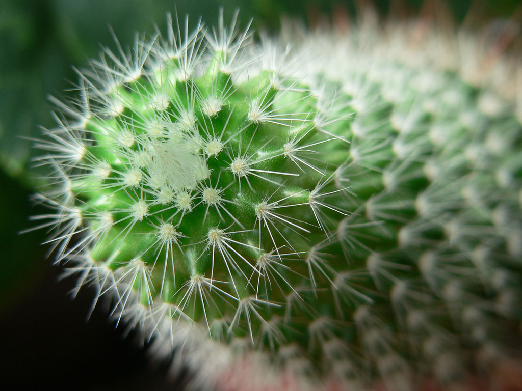 cactus images