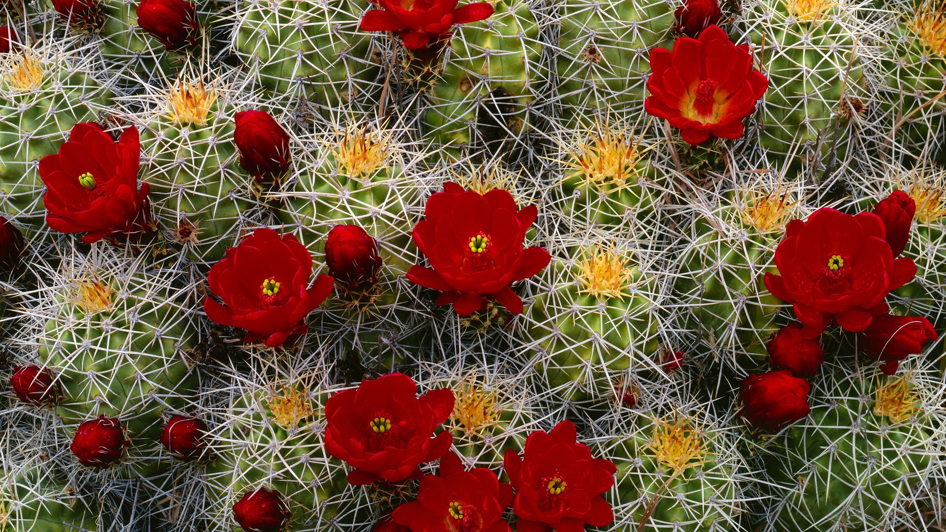 cactus wallpaper 1080p