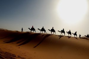 camels sahara desert