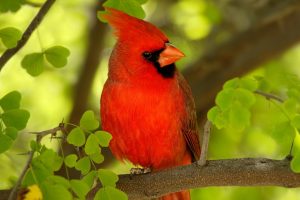 cardinal bird wallpaper