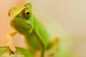 chameleon photography