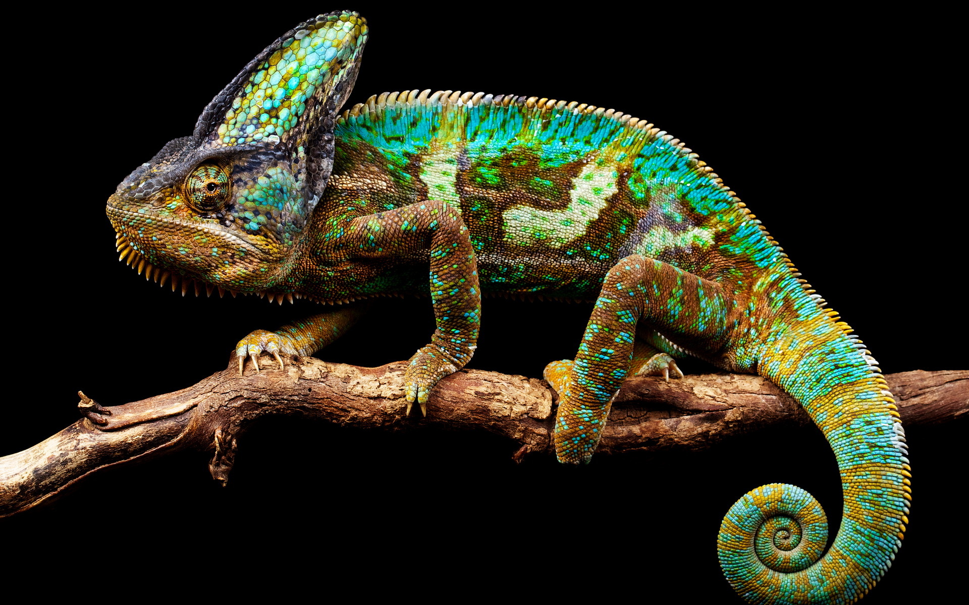 chameleon pictures hd