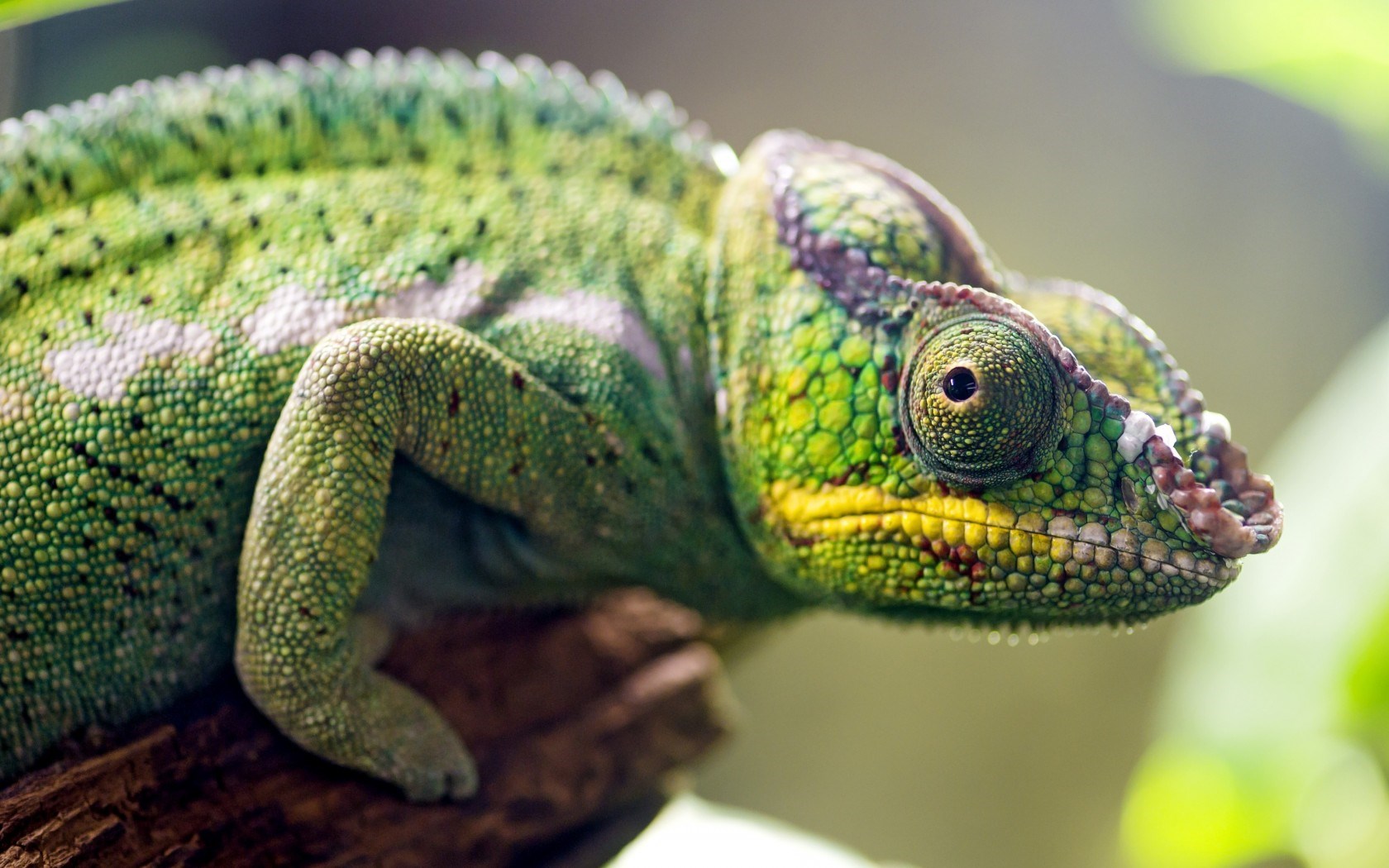 chameleon wallpapers A1