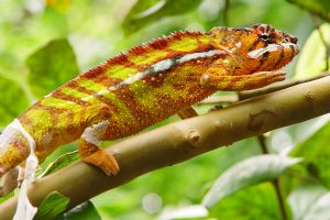 chameleon wallpapers reptile
