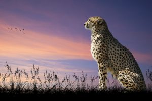 cheetah animal