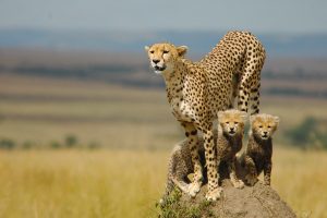cheetah animal pictures