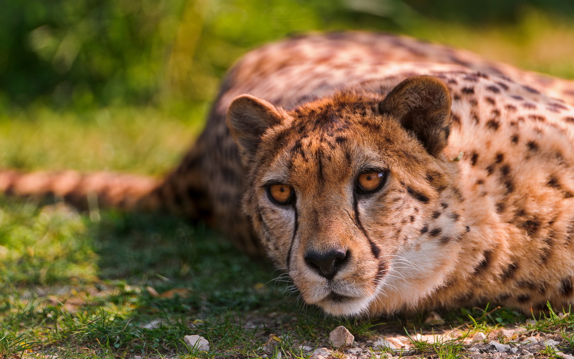 cheetah beautiful eyes