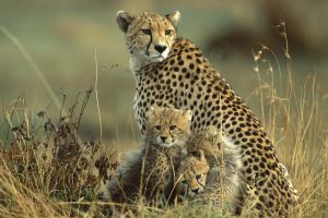 cheetah image hd