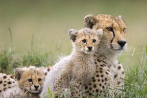 cheetah images free