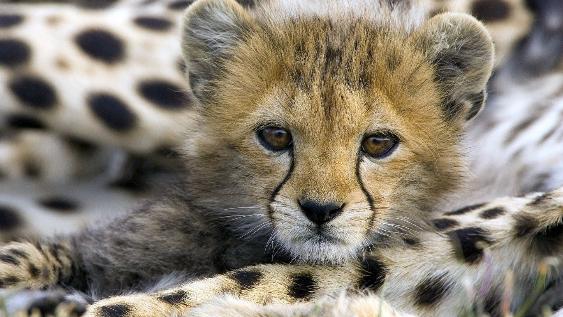 cheetah images free download