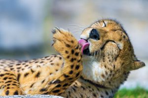 cheetah paw