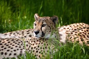 cheetah photo