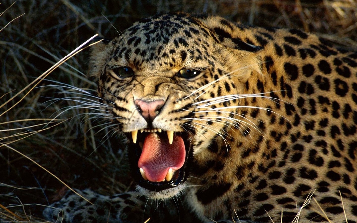 cheetah photos