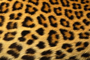 cheetah print hd