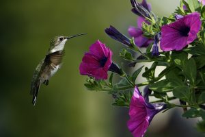 colibri flower