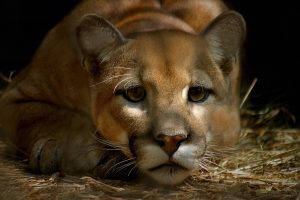 cougar animal wild