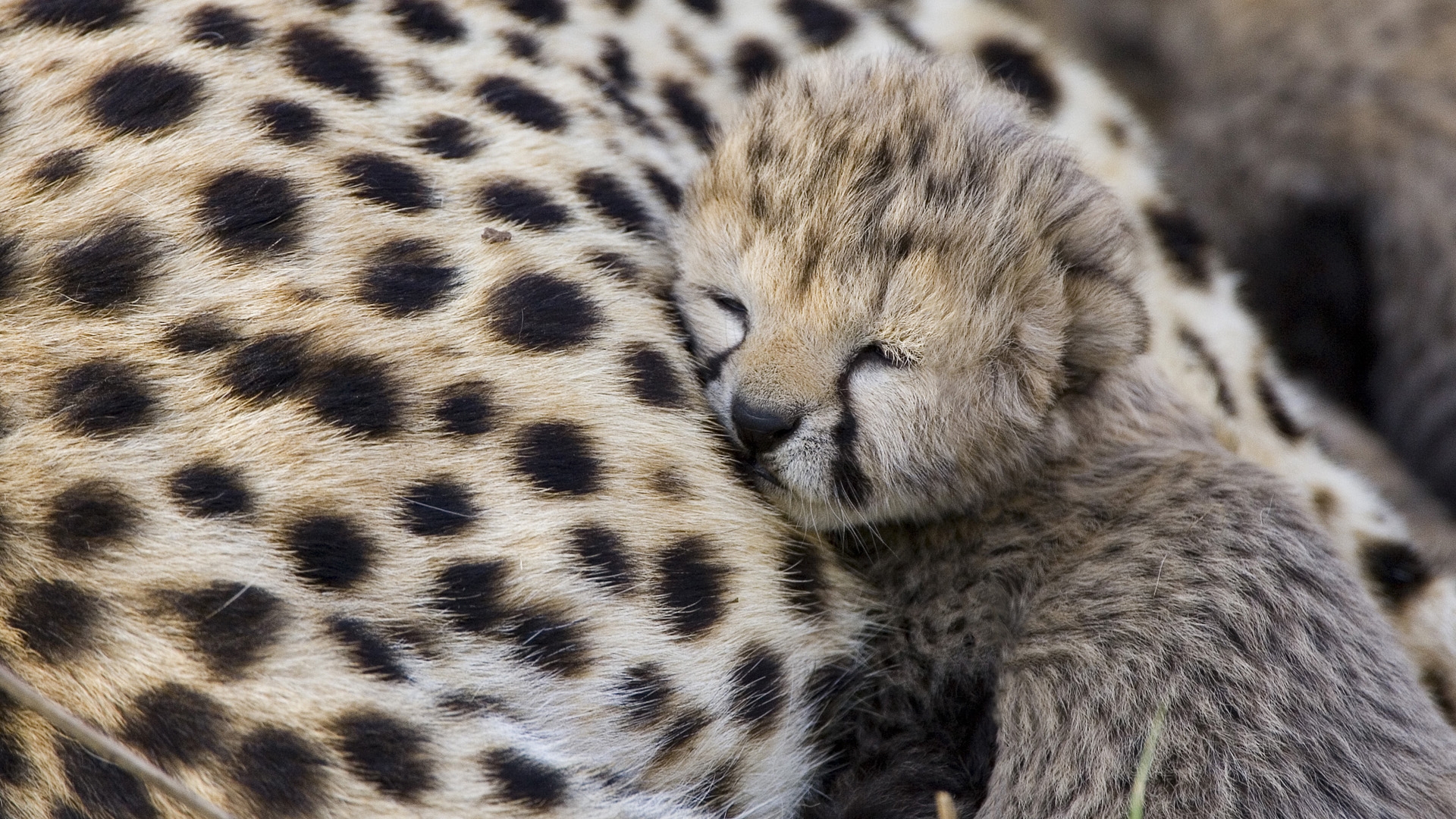 cute baby cheetah wallpaper