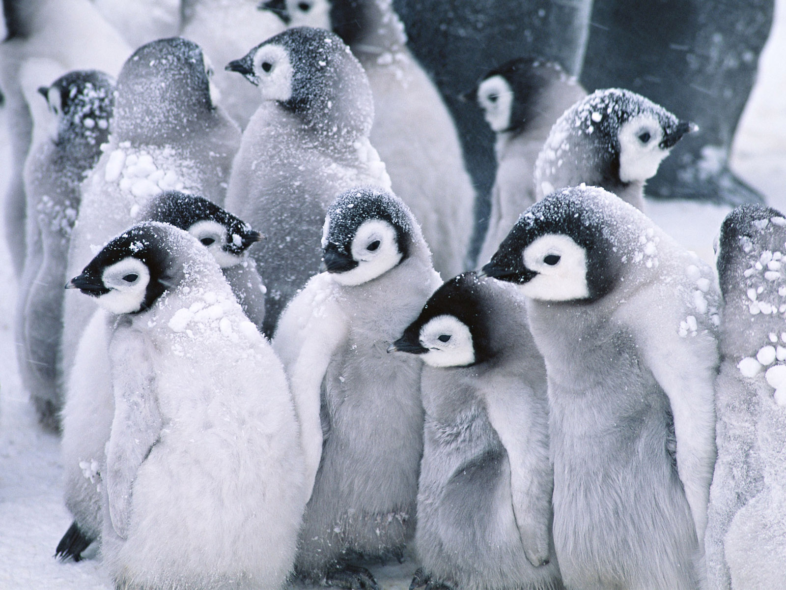 cute baby penguins A2