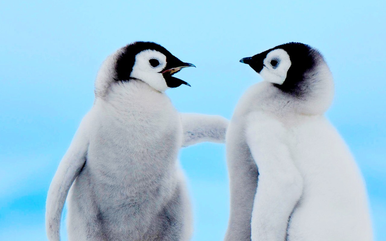 cute baby penguins A7