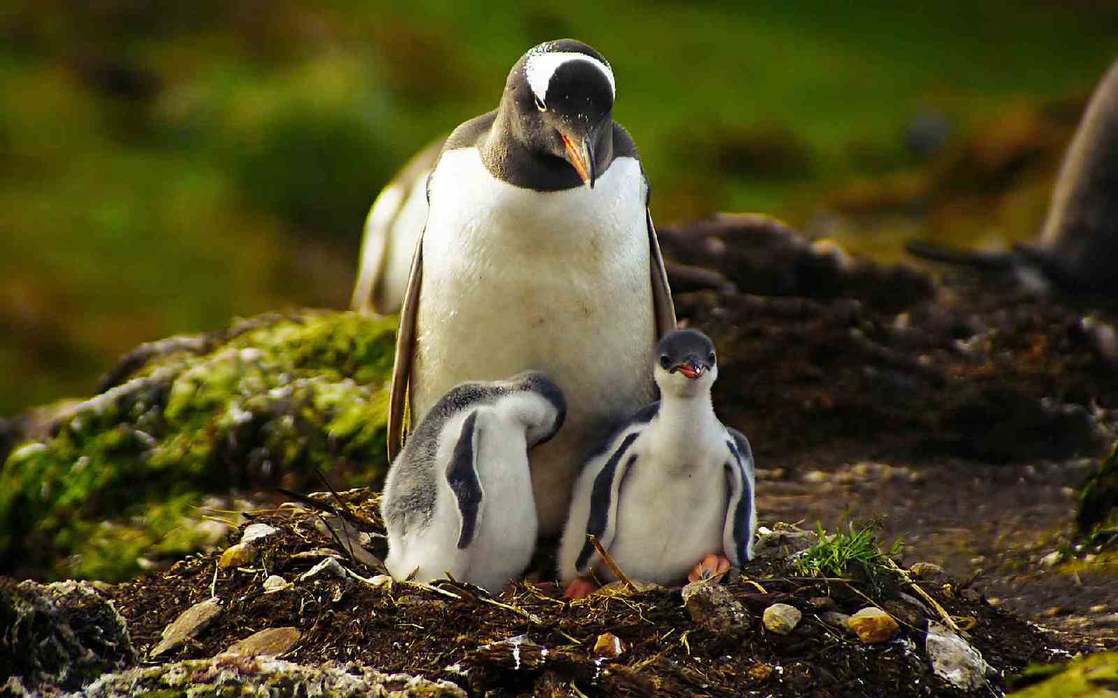 cute baby penguins A8