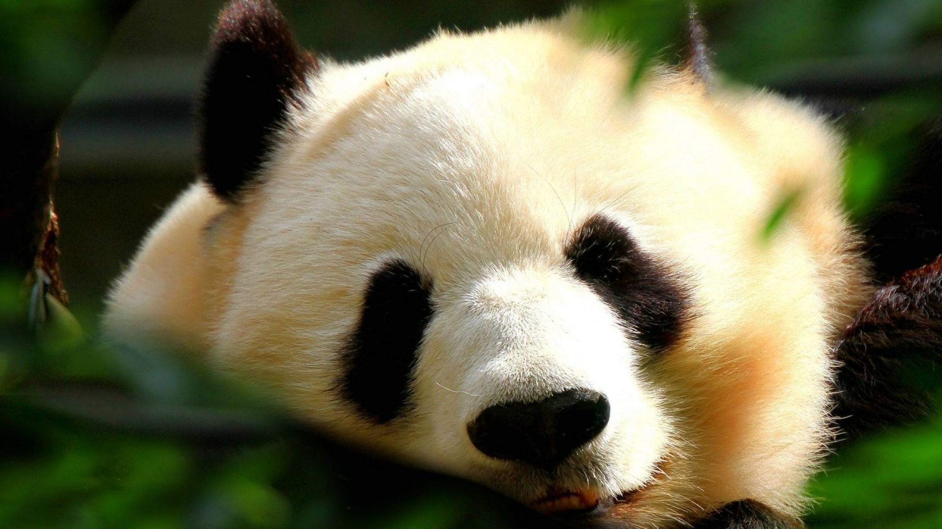 cute panda wallpapers A1
