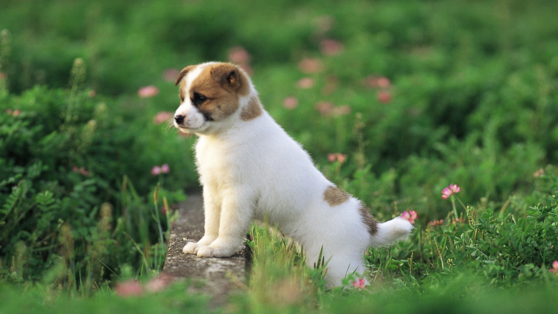 cute puppy pictures A4