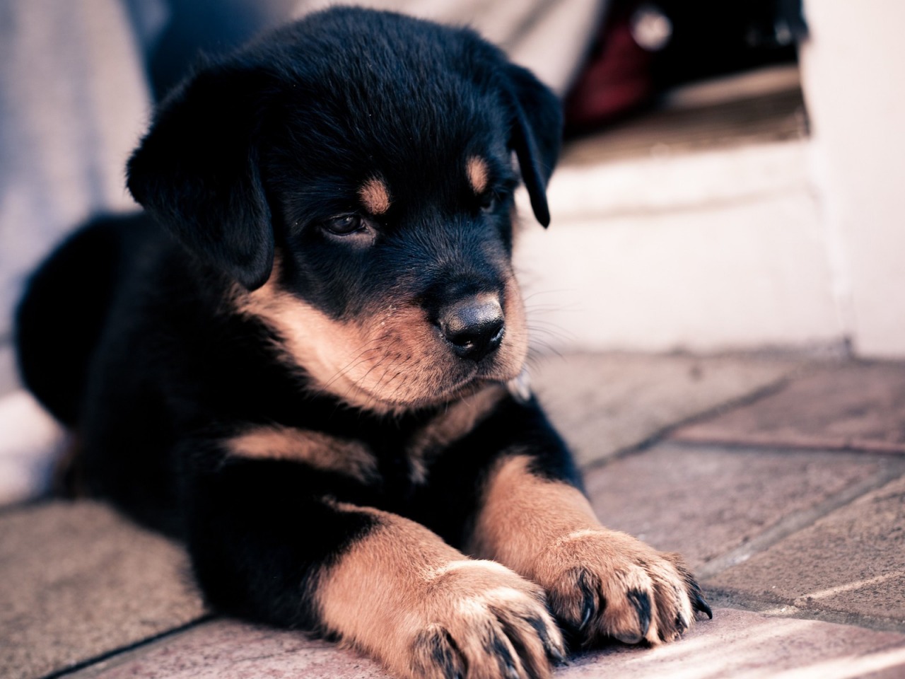 cute puppy pictures