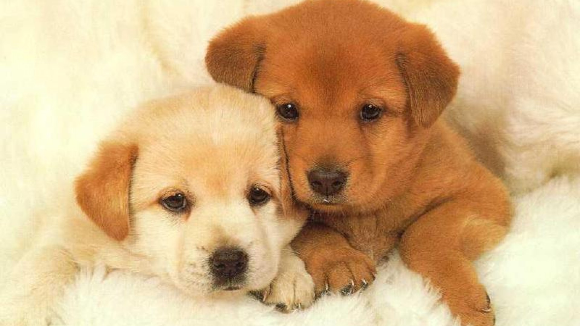 cute puppy wallpapers A8