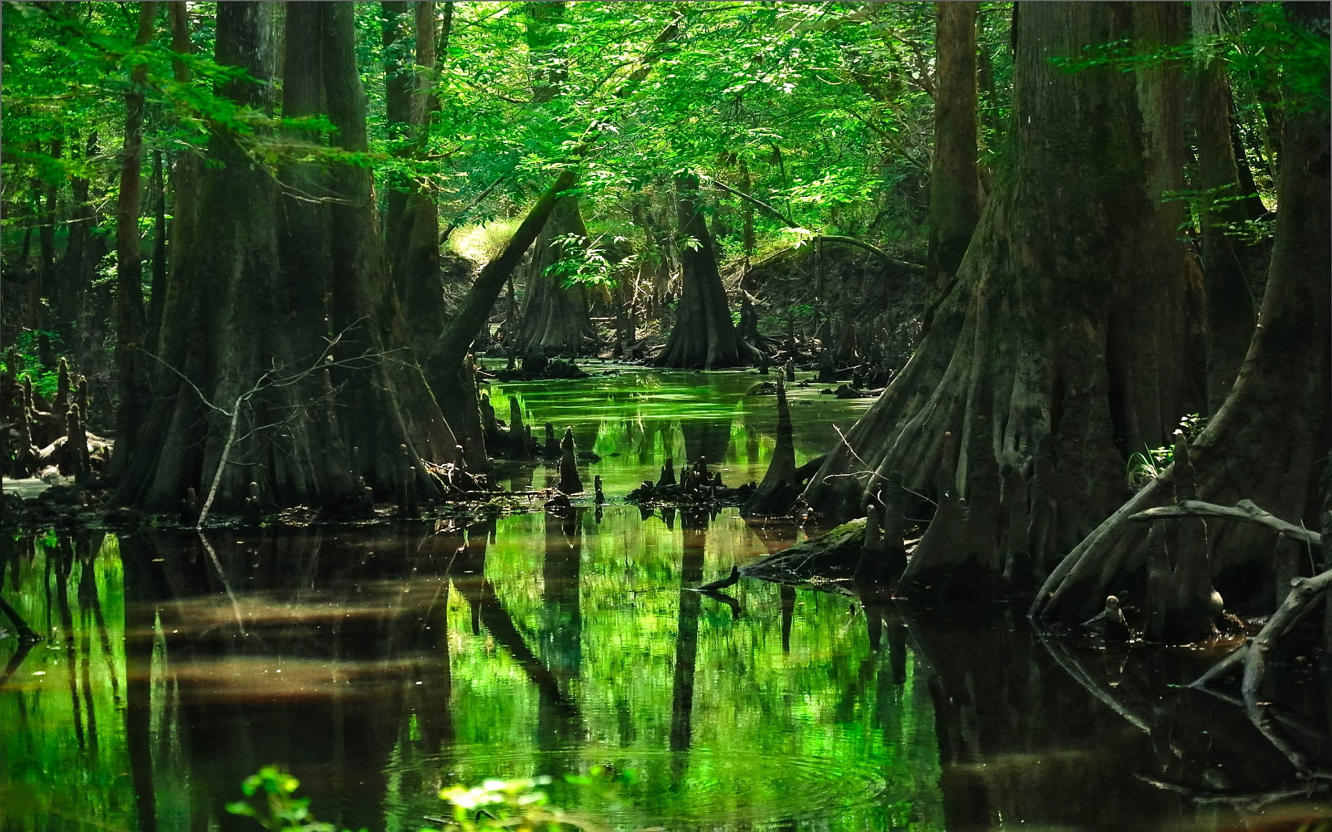 deep forest wallpaper swamp