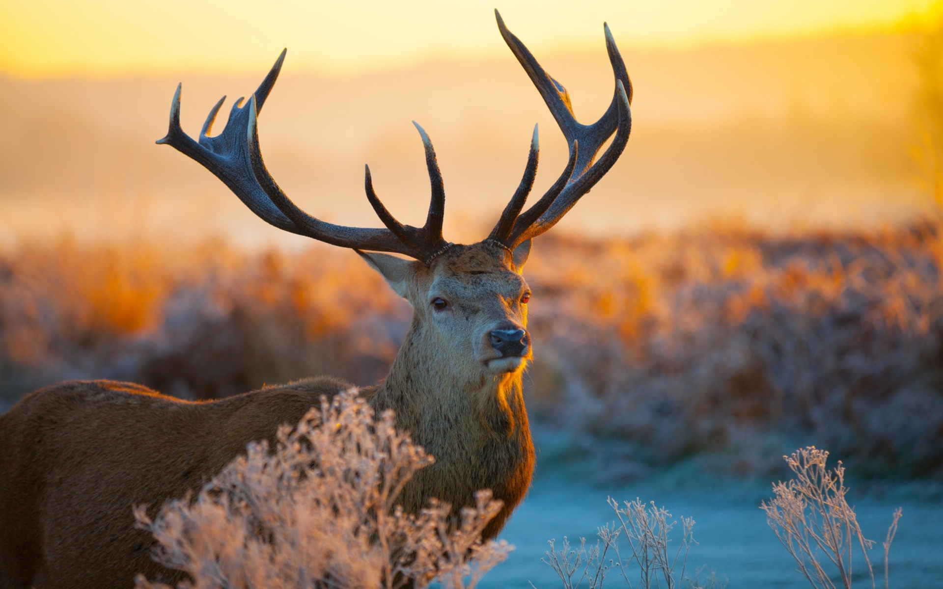 deer desktop backgrounds
