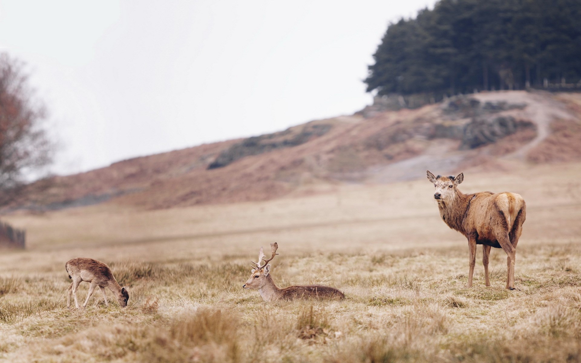 deer image