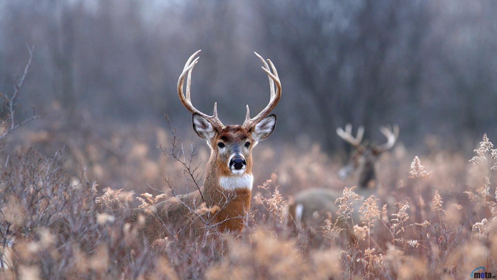 deer images 1080p