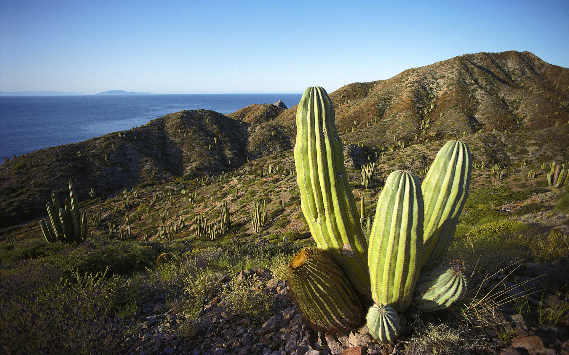 desert cactus pictures