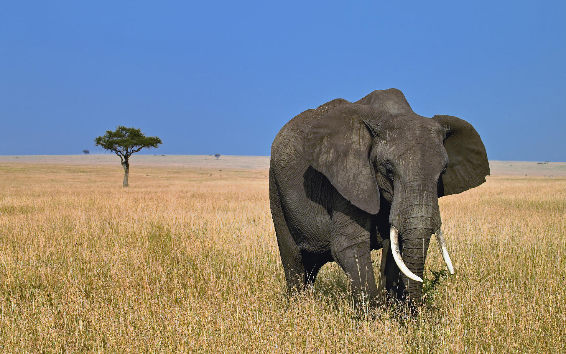 desktop wallpaper elephant