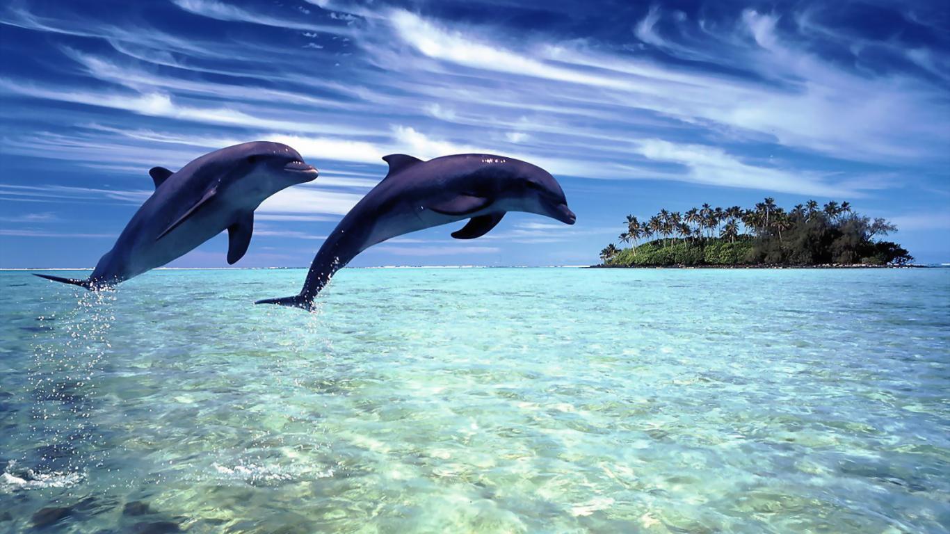 dolphin wallpaper download
