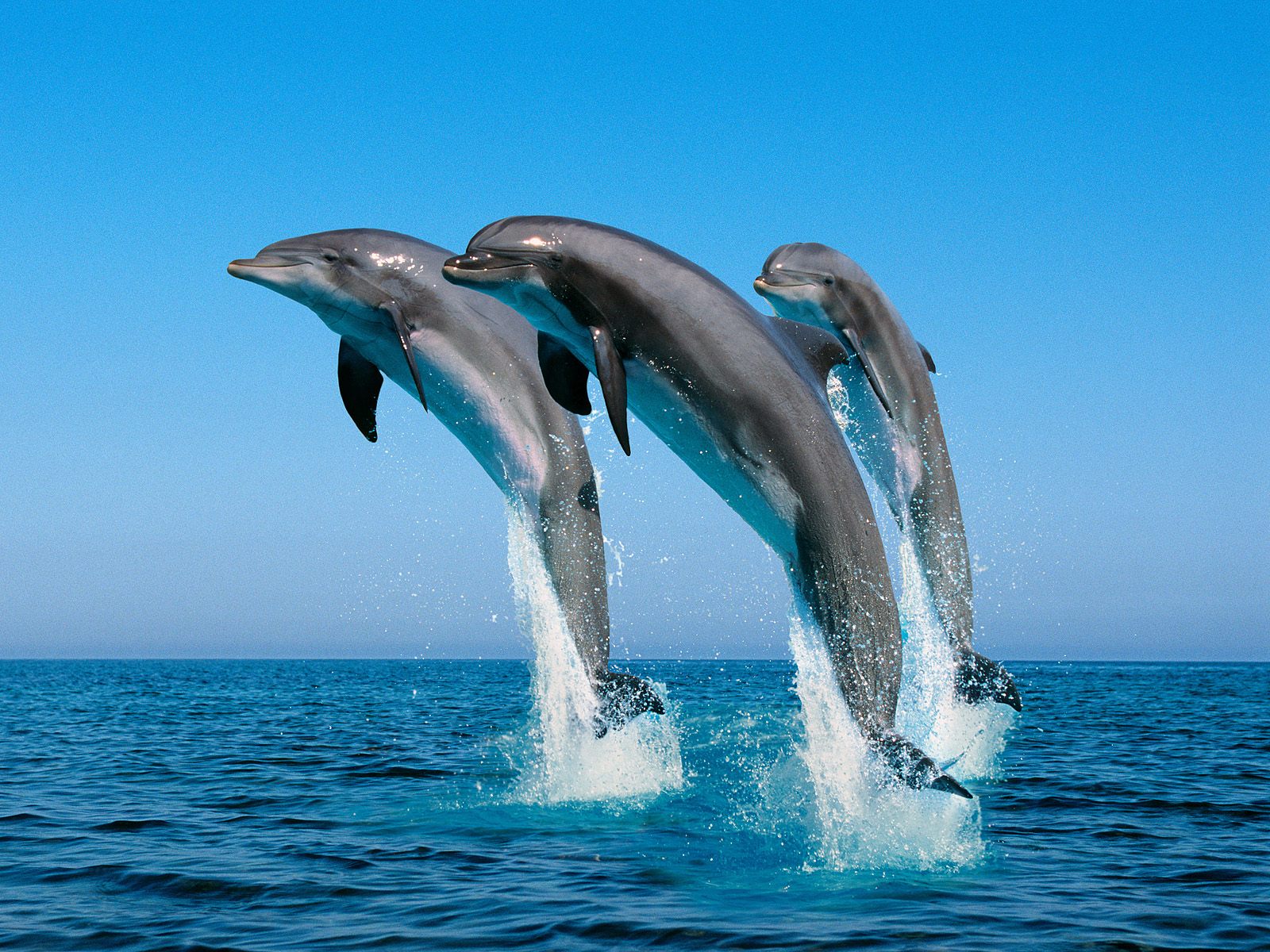 dolphins cute