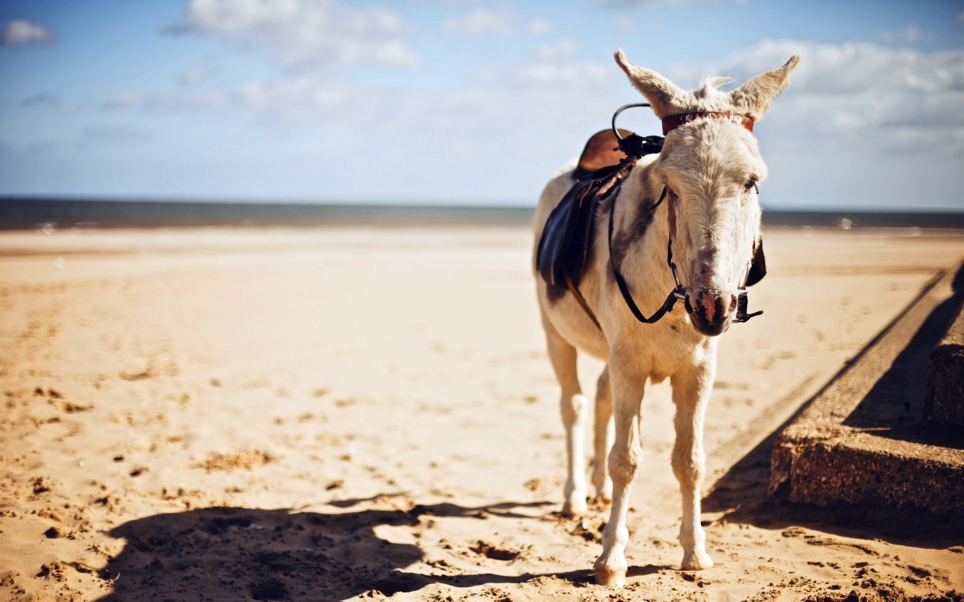donkey saddle photo