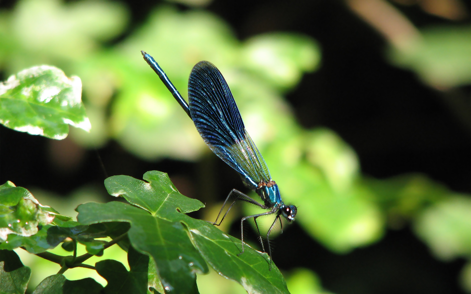dragonfly photos free